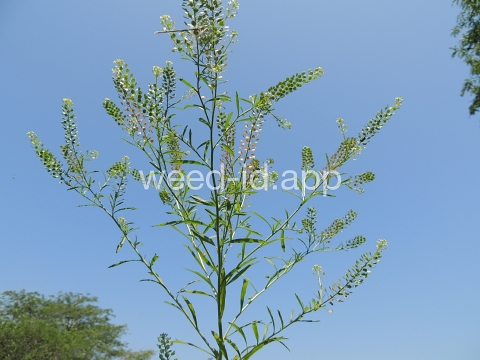 pepperweed, Virginia